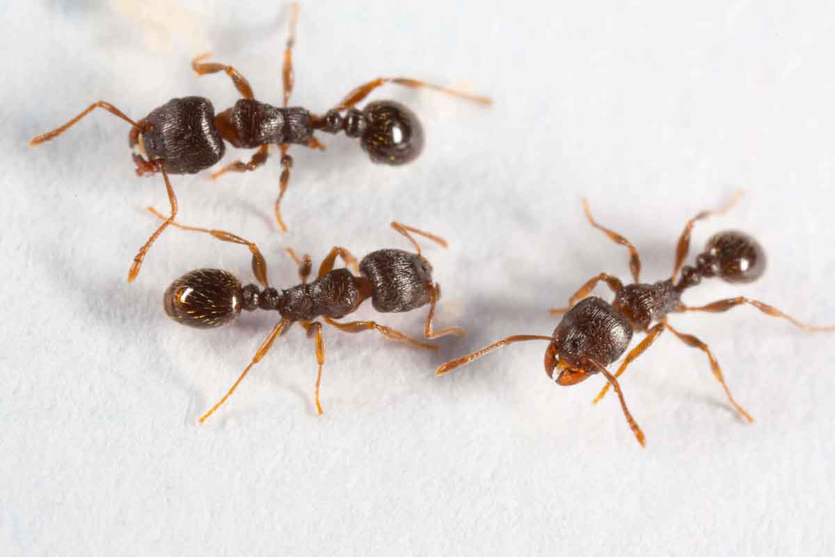 Thorn pest library - Ants