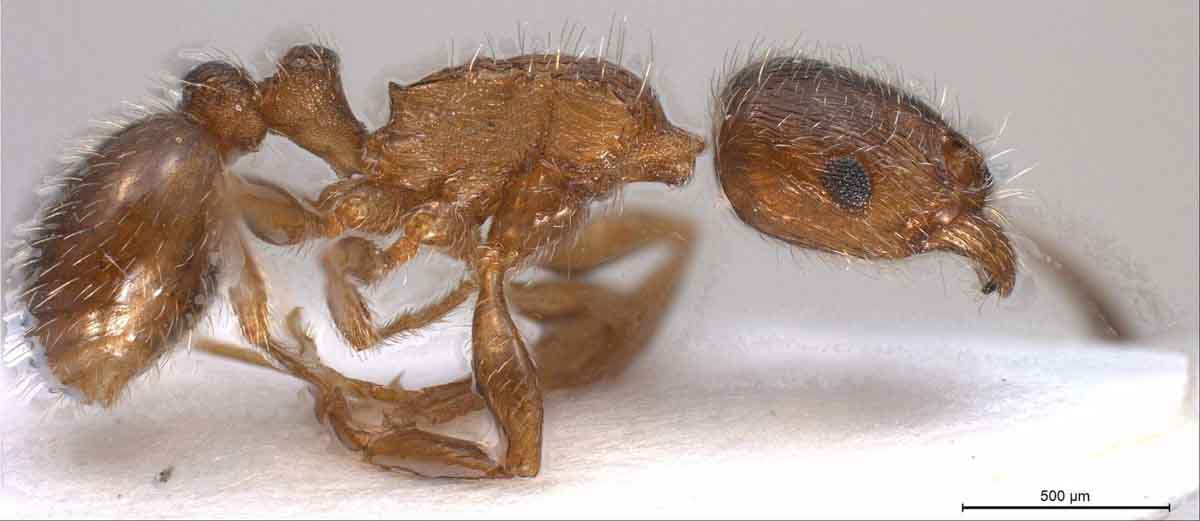 Pavement ant pest control