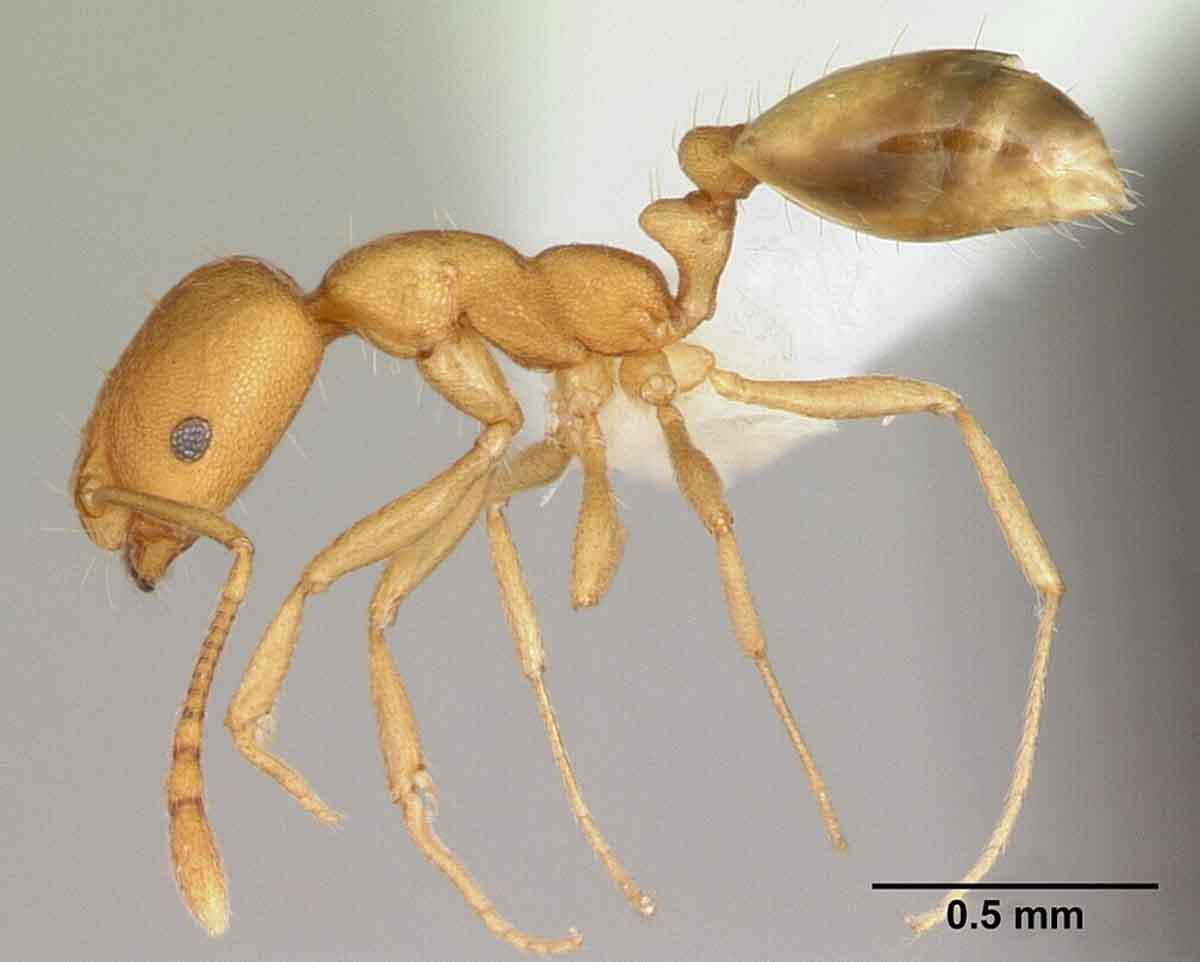 Pharaoh ant pest control services