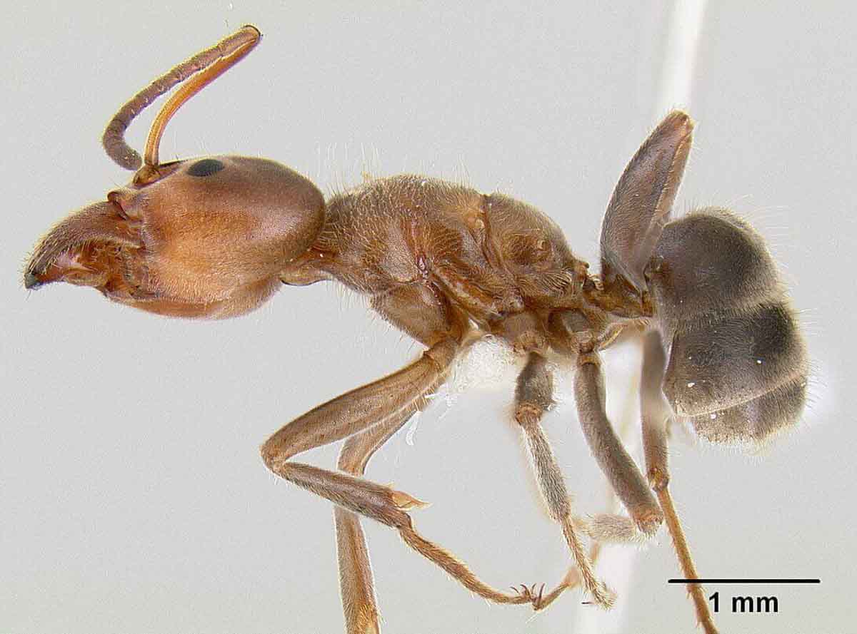 Velvety tree ants pest control