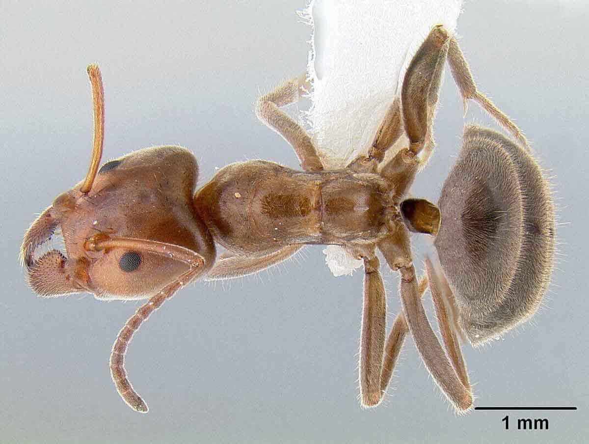 Velvety tree ants pest control