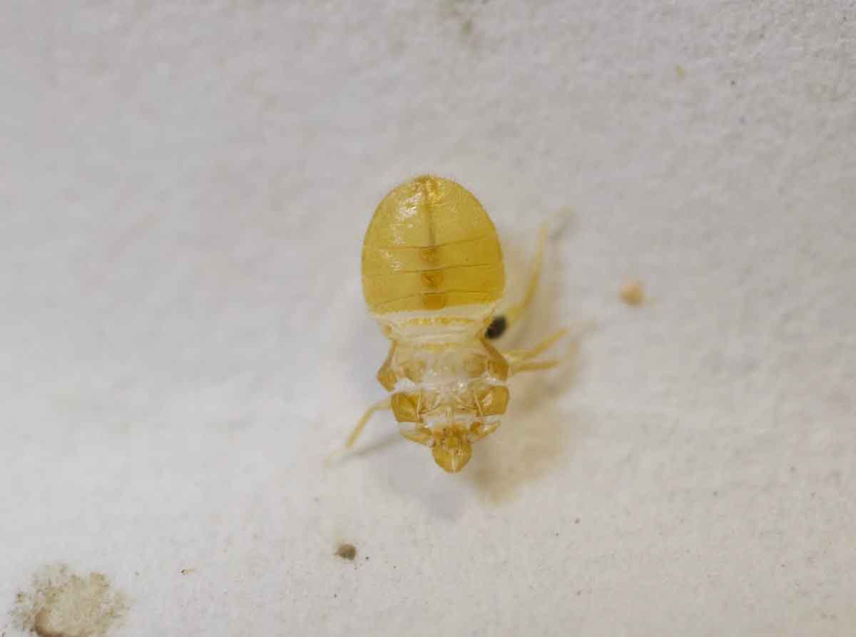 Bed bug pest control
