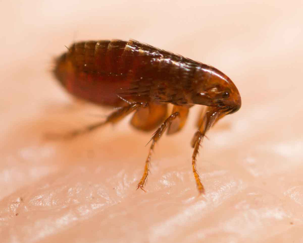 Flea pest control