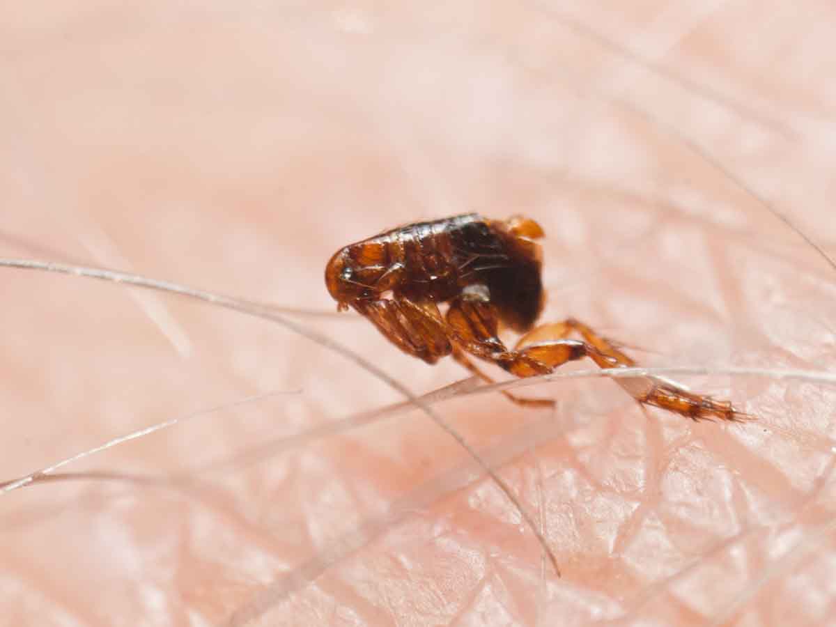 Flea pest control experts