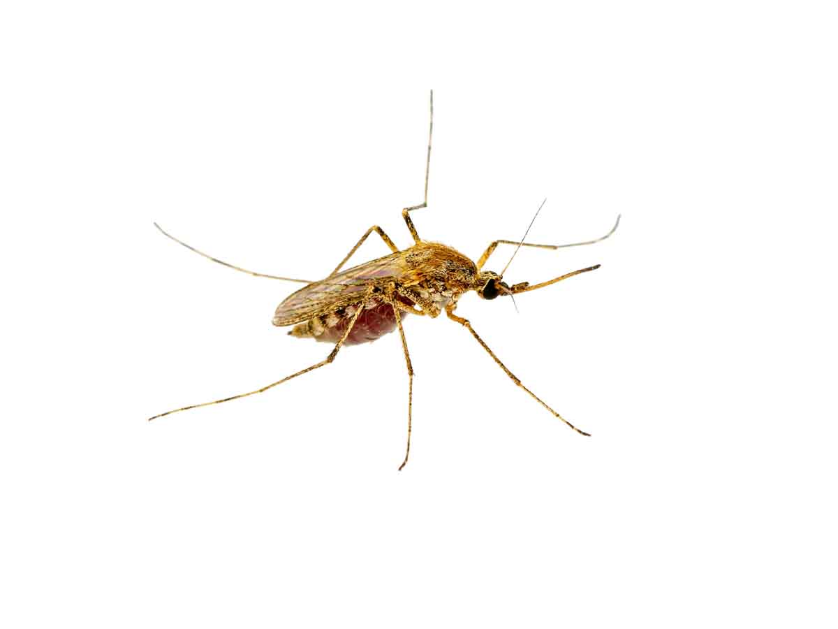 Mosquito pest control experts