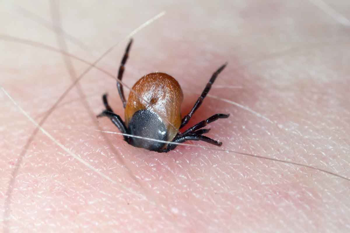 Tick Control Services in Utah. Thorn