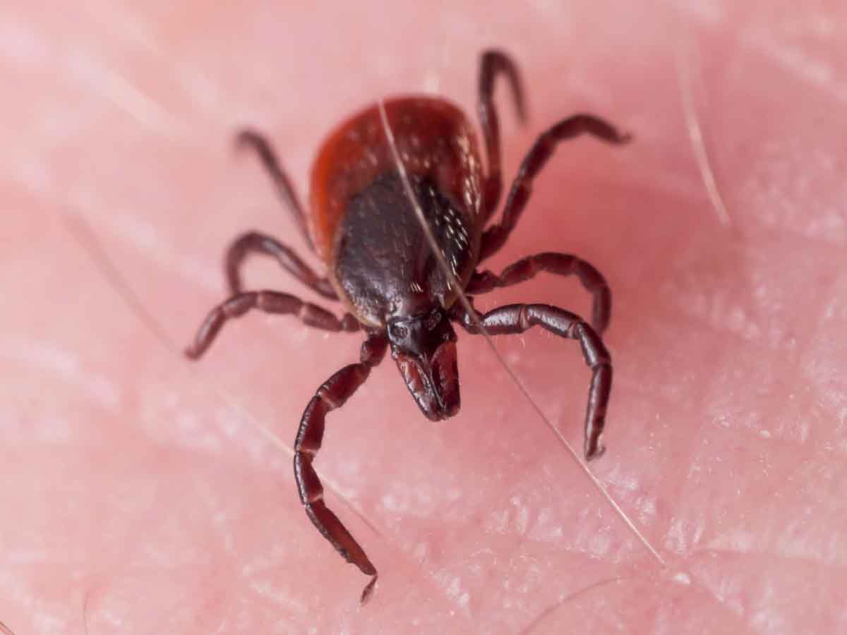 Tick pest control experts