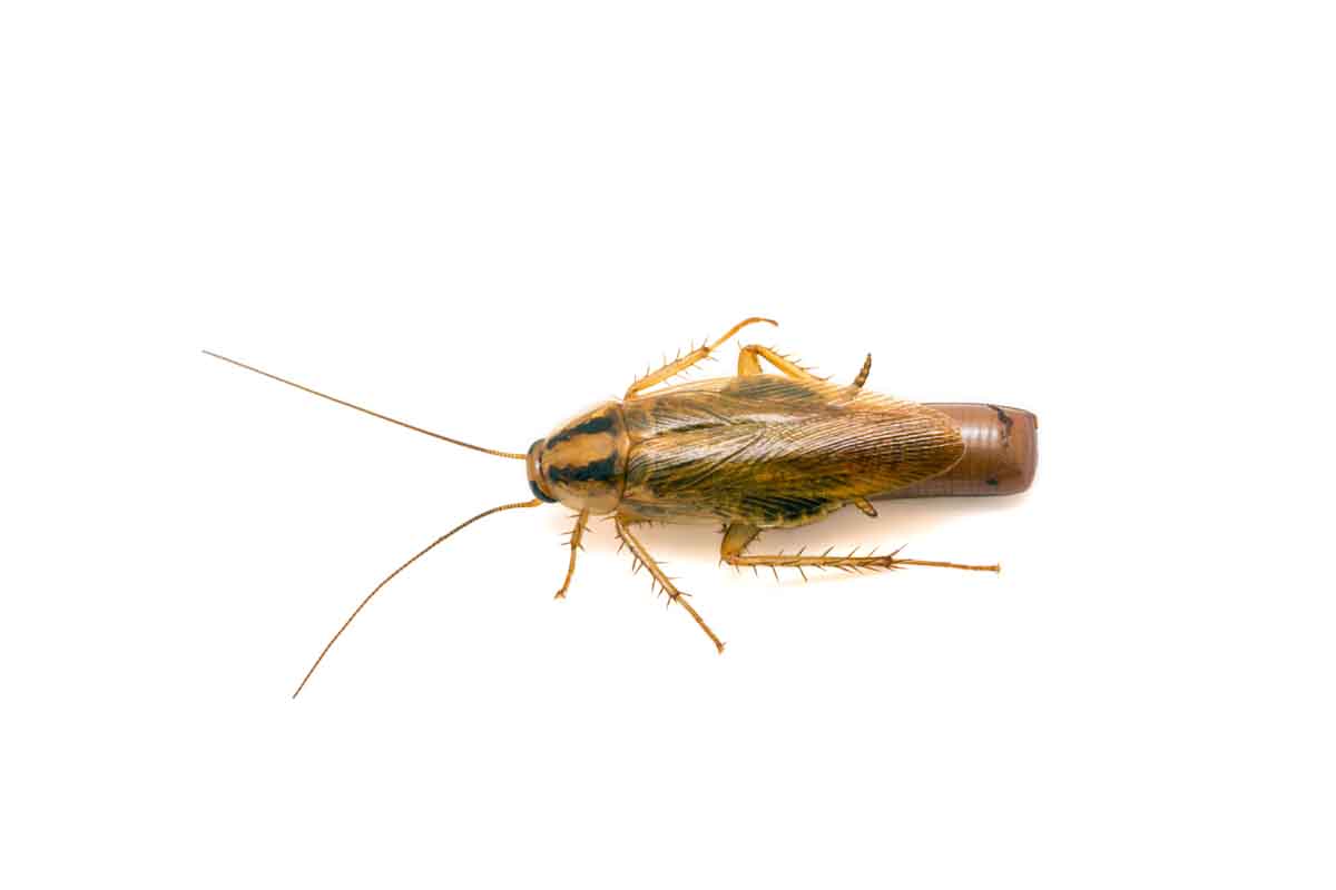 German cockroach pest control