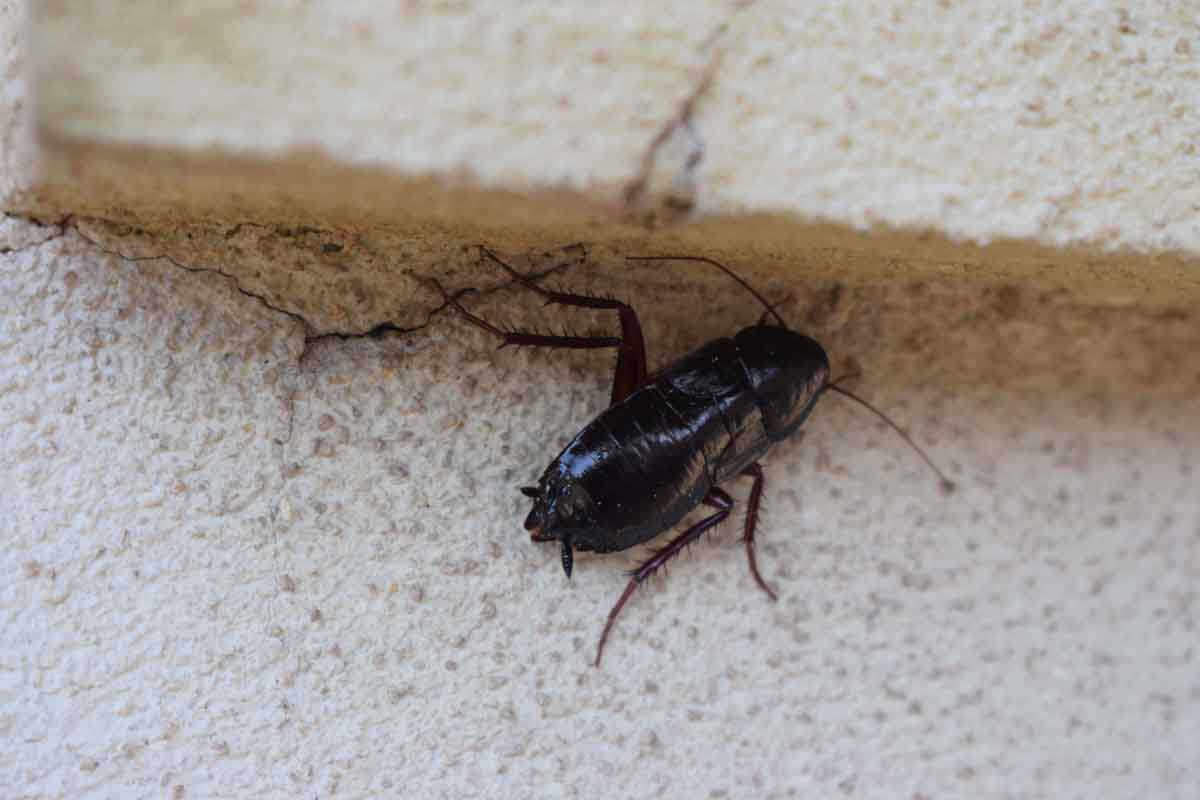 Oriental cockroach pest control