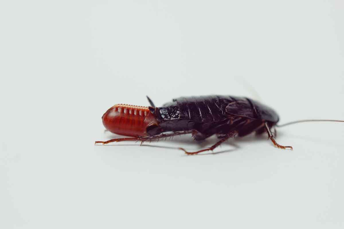 Oriental cockroach pest control