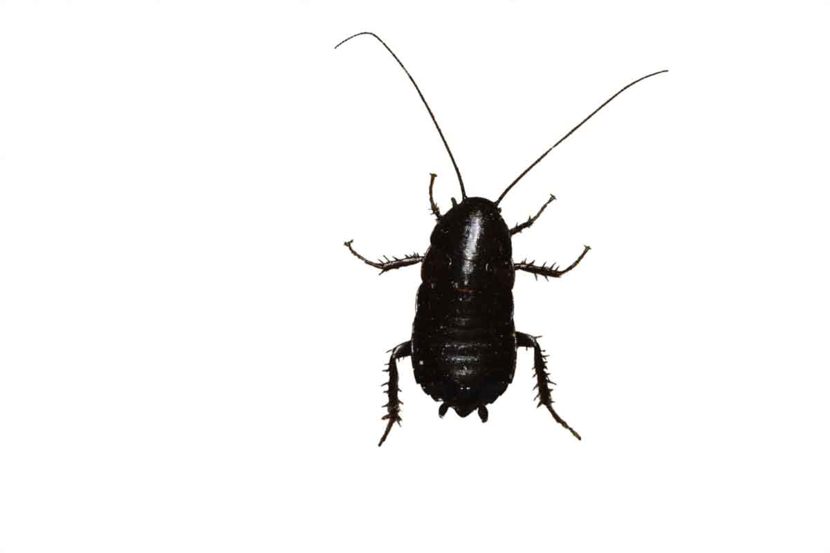 Oriental Cockroach pest control experts