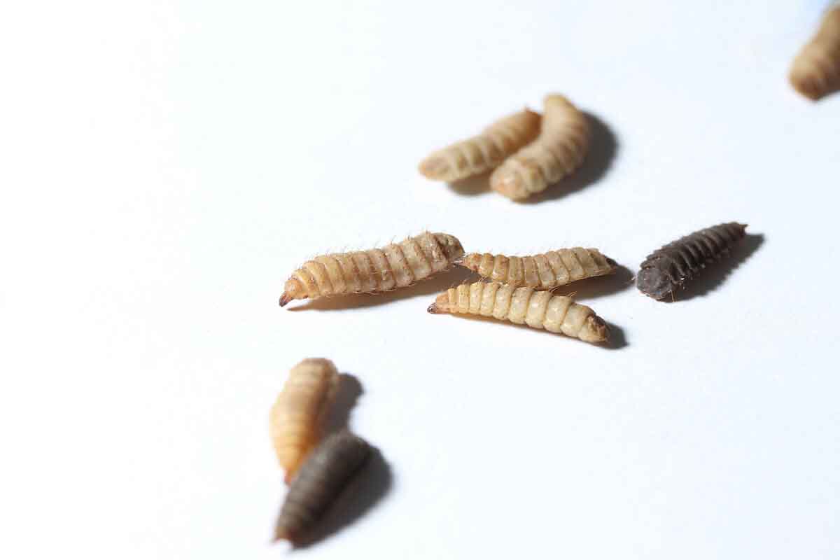 Black soldier fly pest control