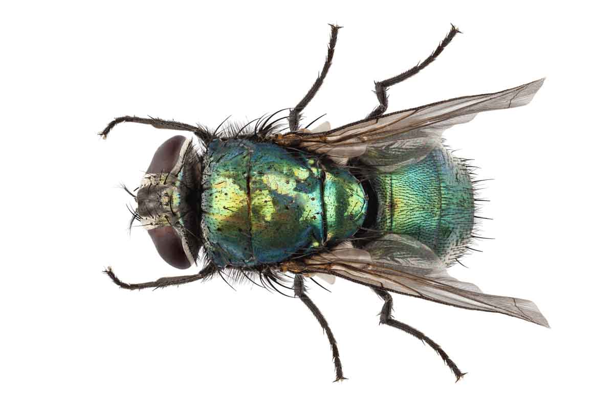 blowfly insect