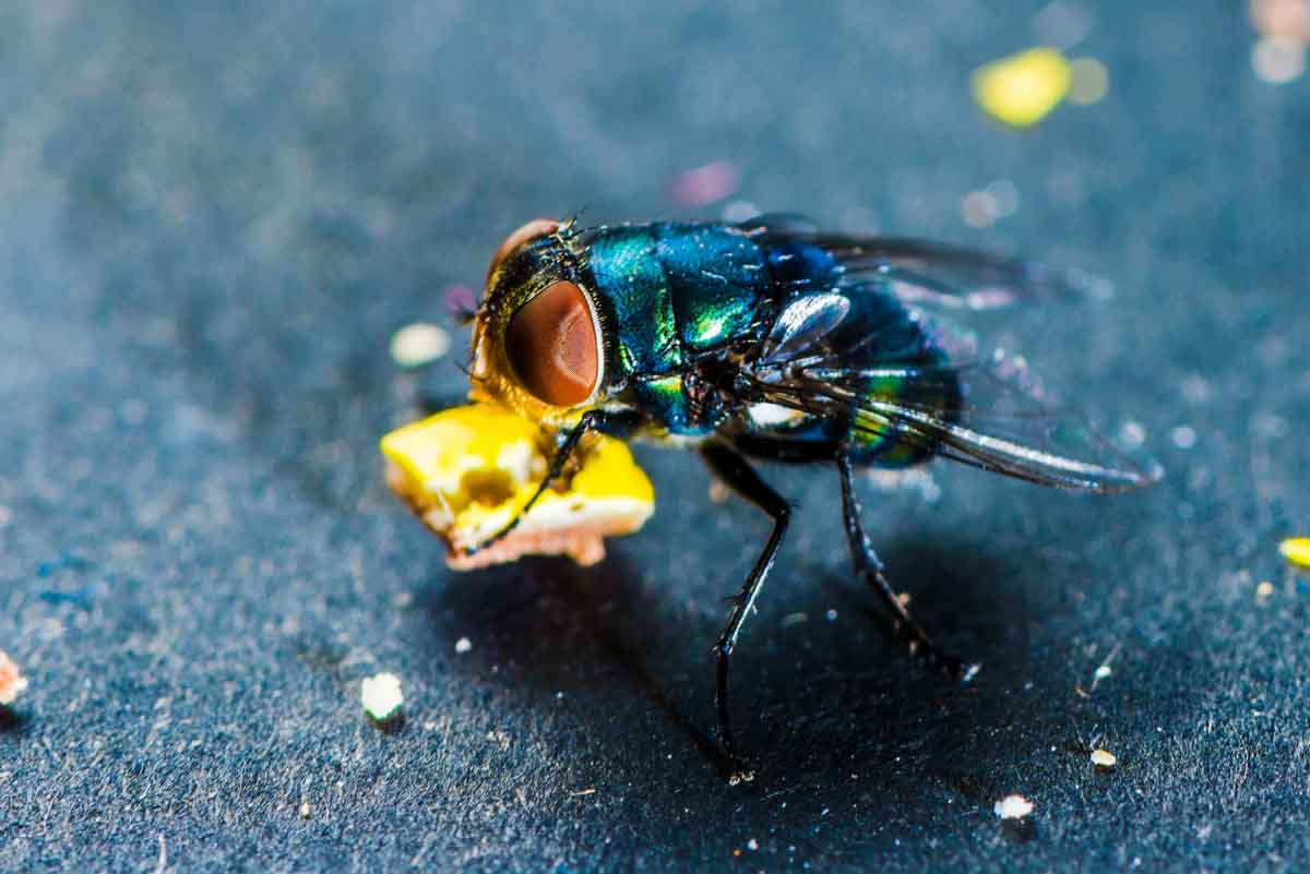 Blow fly pest control