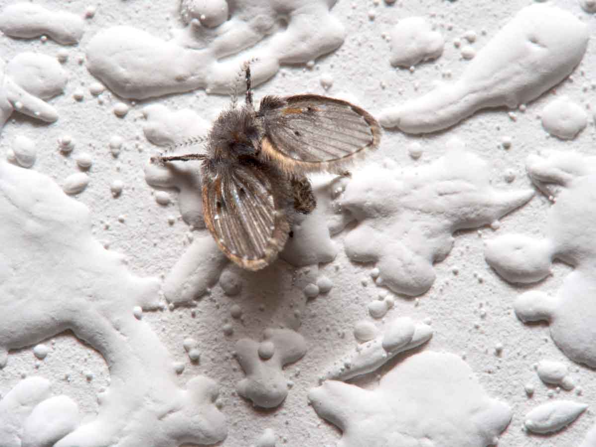 Drain fly pest control
