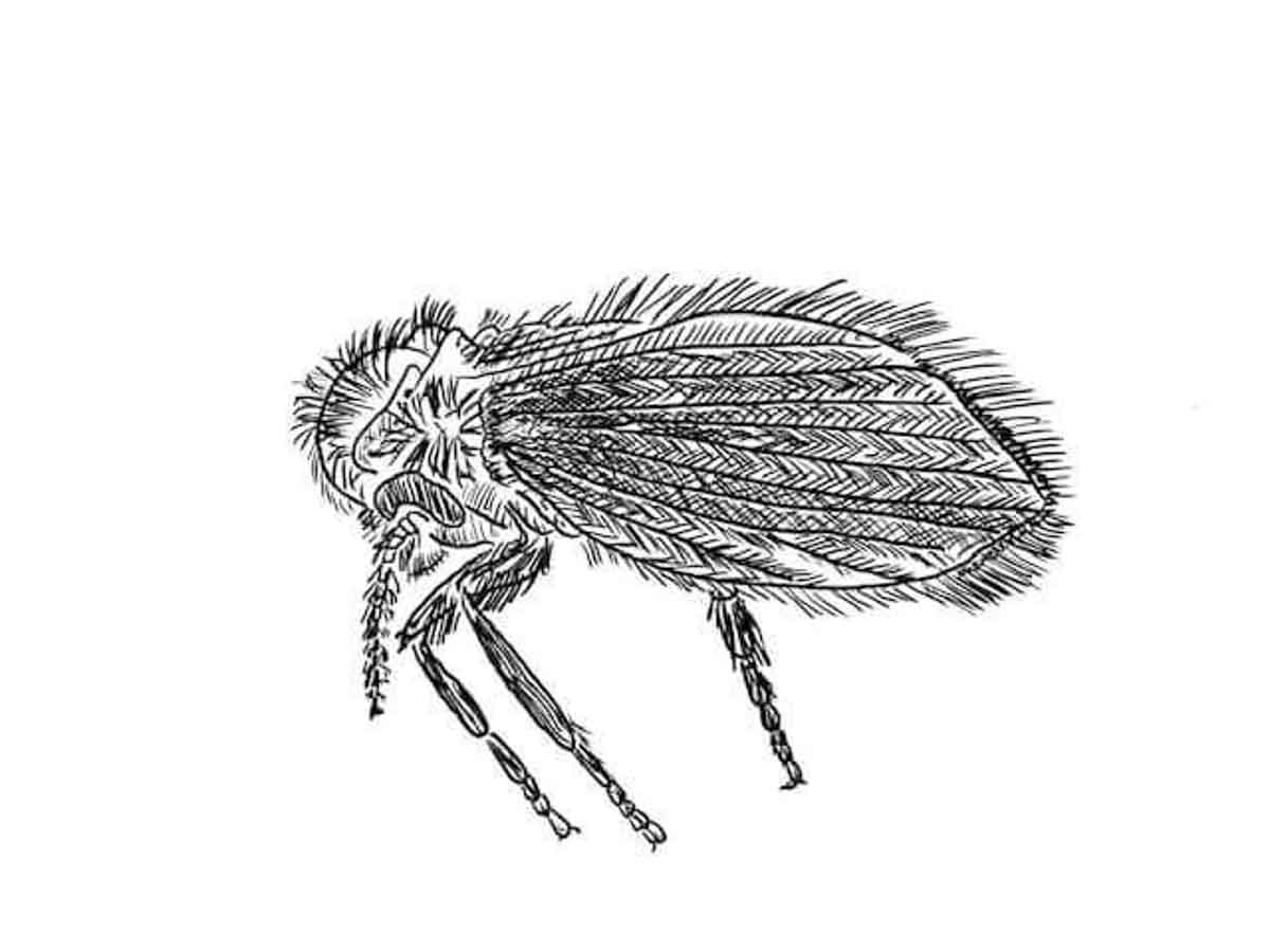 Drain fly pest control