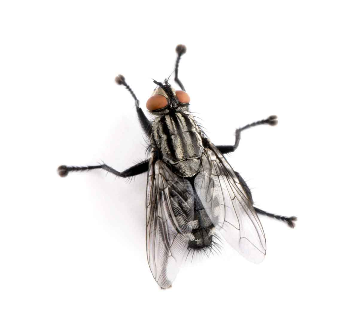 Flesh fly pest control
