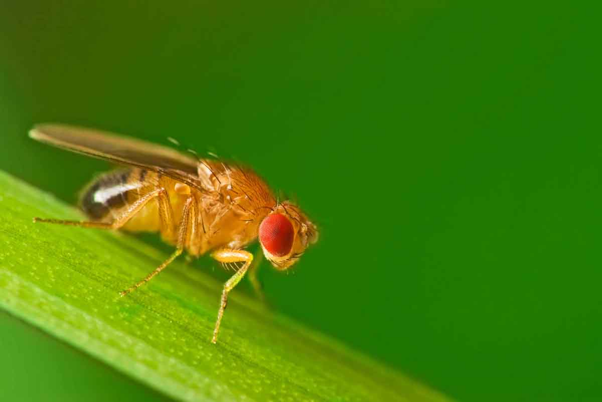 Fruit flies pest control