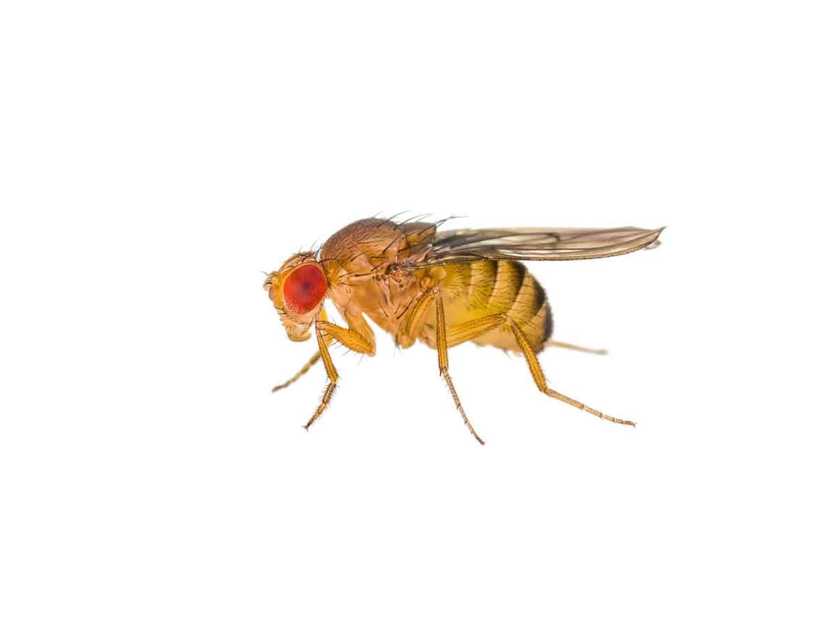 Fruit Fly pest control experts
