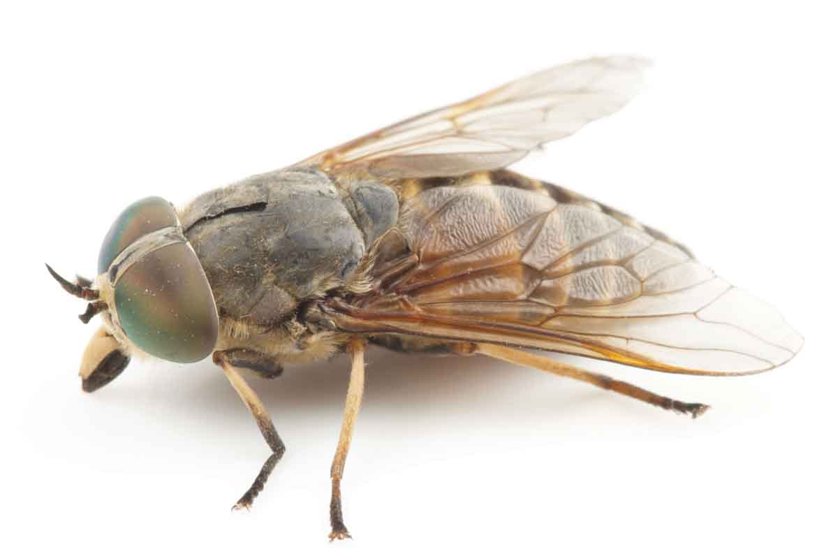 Horse and Deer Fly pest control experts