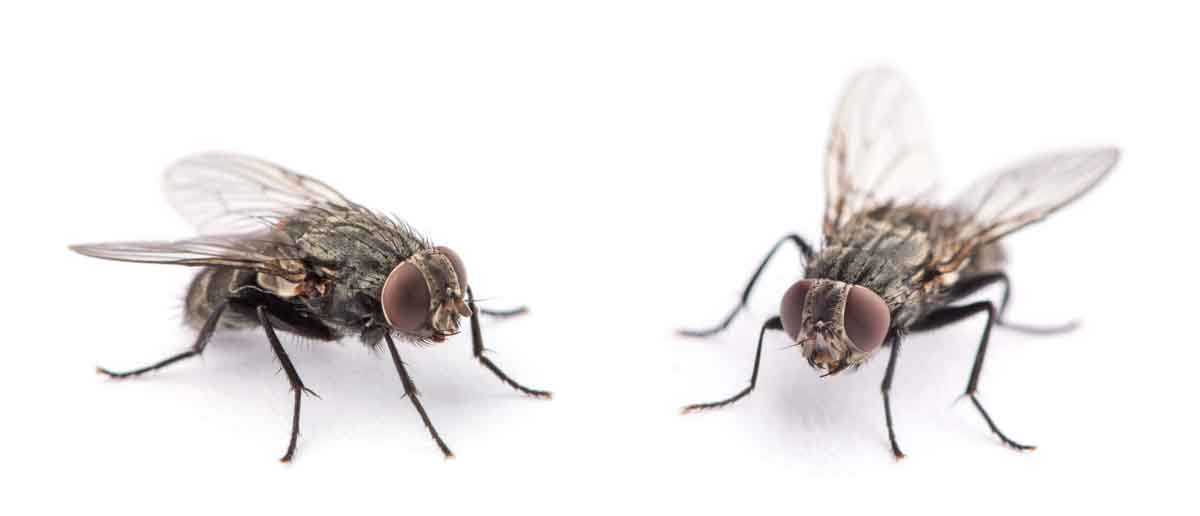 House fly pest control