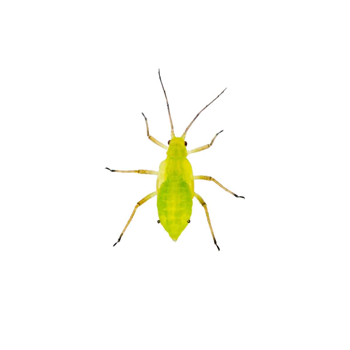 Aphid pest control experts