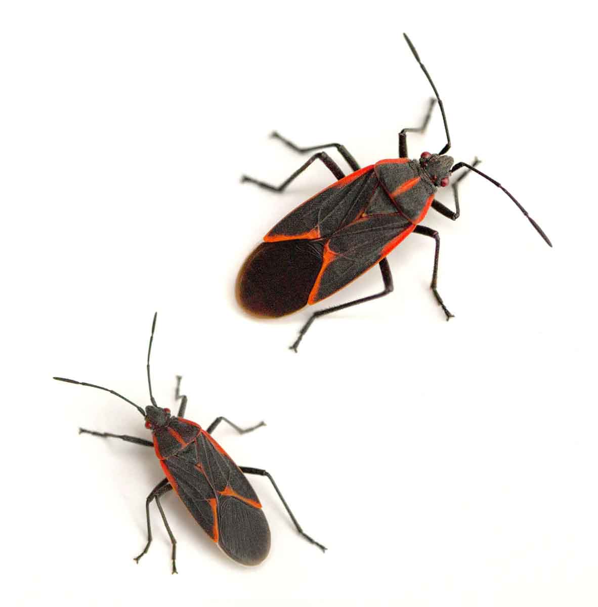 Where Can I Find Boxelder Bugs?