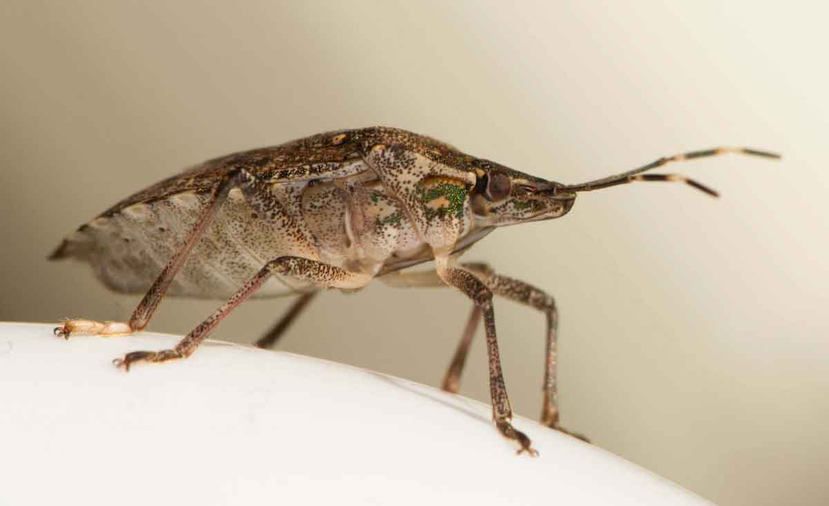 Where Can I Find Brown Marmorated Stink Bugs?