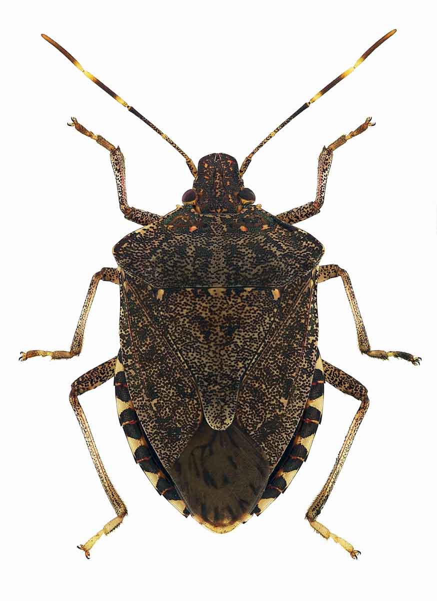 Brown Marmorated Stink Bug Pest Control