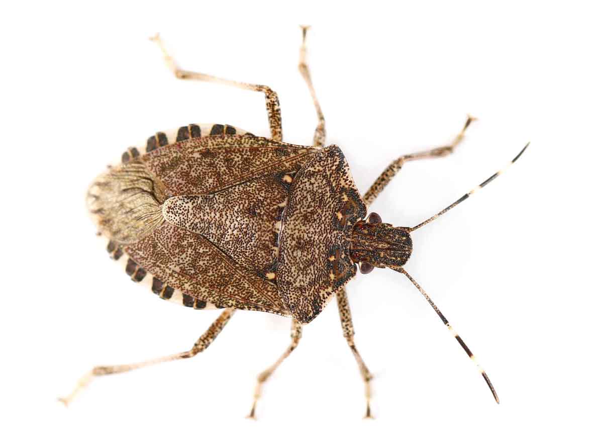 Brown Marmorated Stink Bug  pest control experts