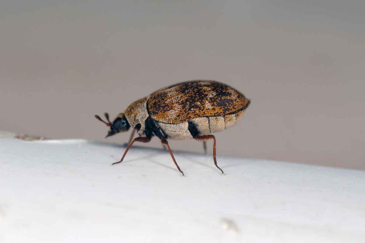 Where Can I Find Carpet Beetles?