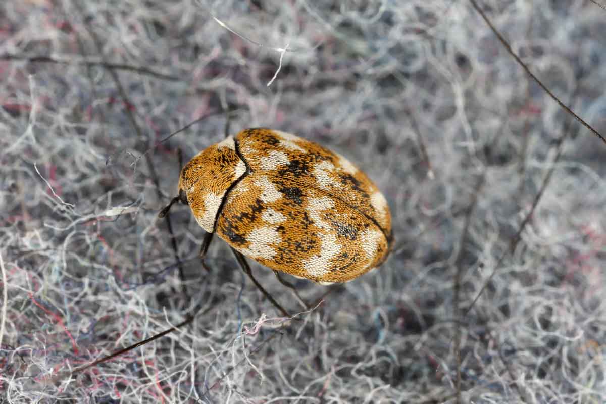Carpet Beetle pest control