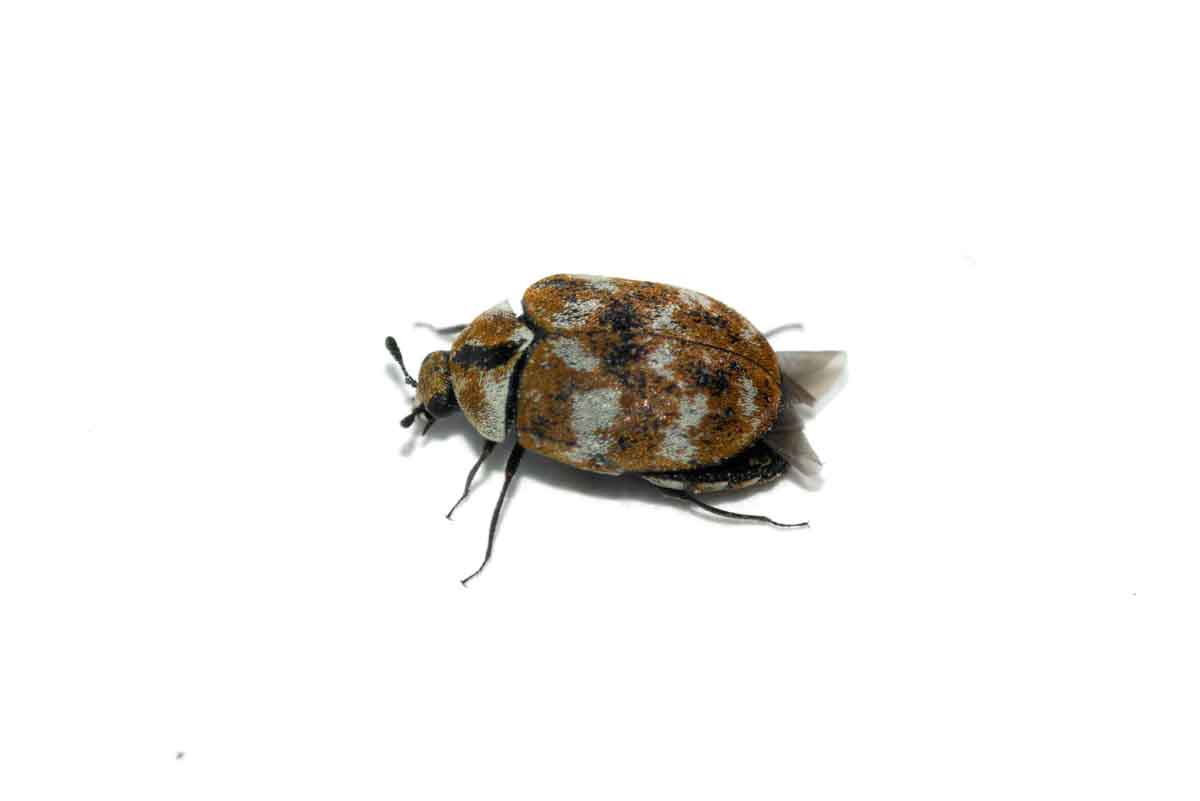 Carpet Beetle pest control experts
