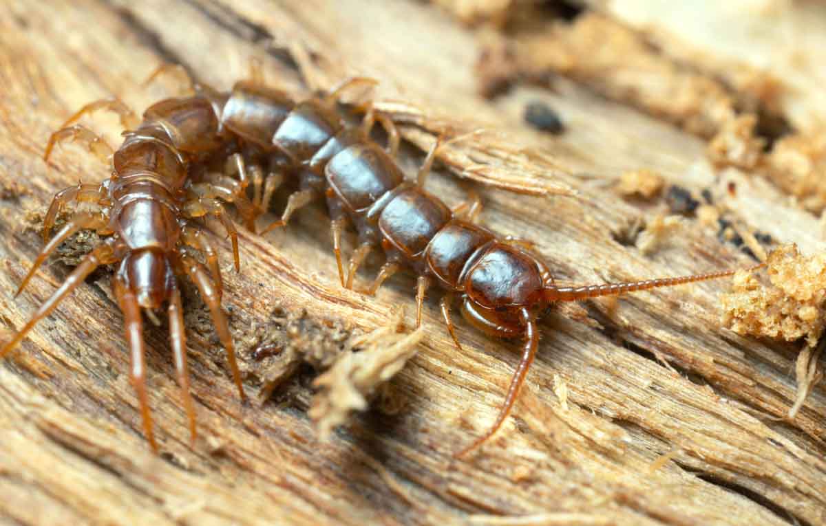 Centipede Pest Control