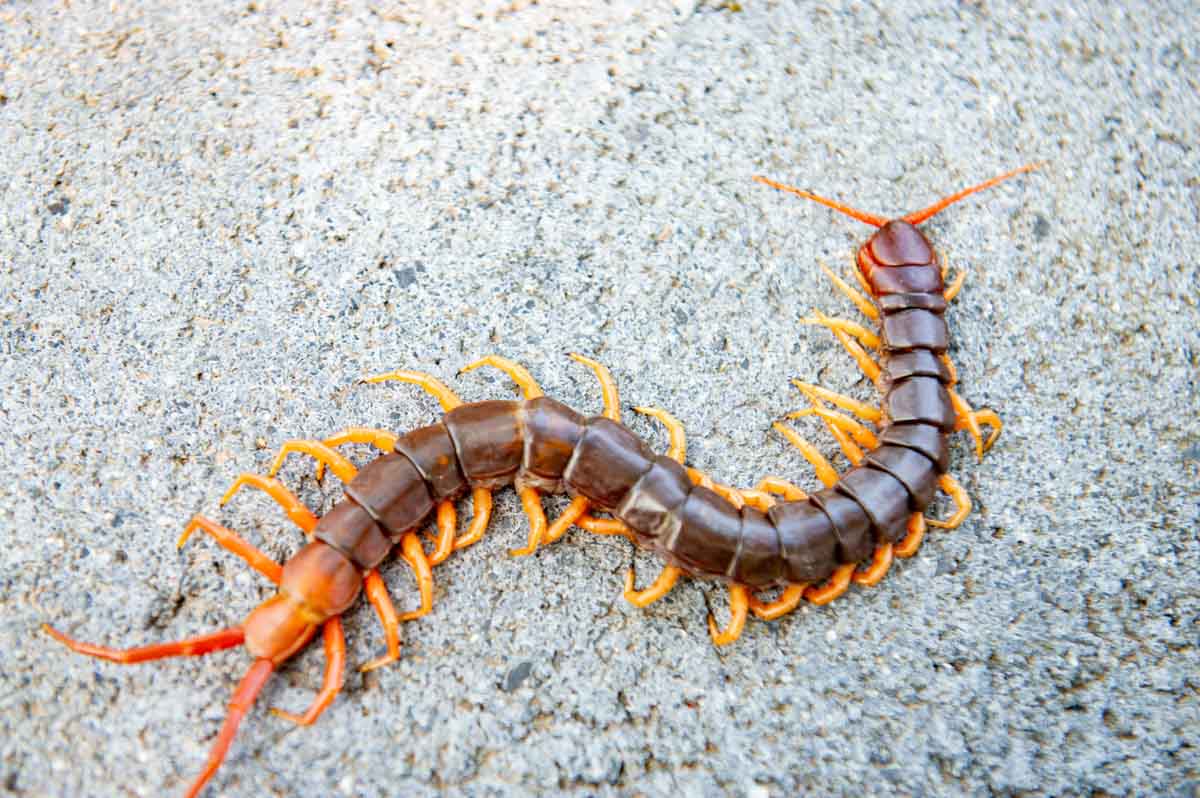 Where Can I Find Centipedes?