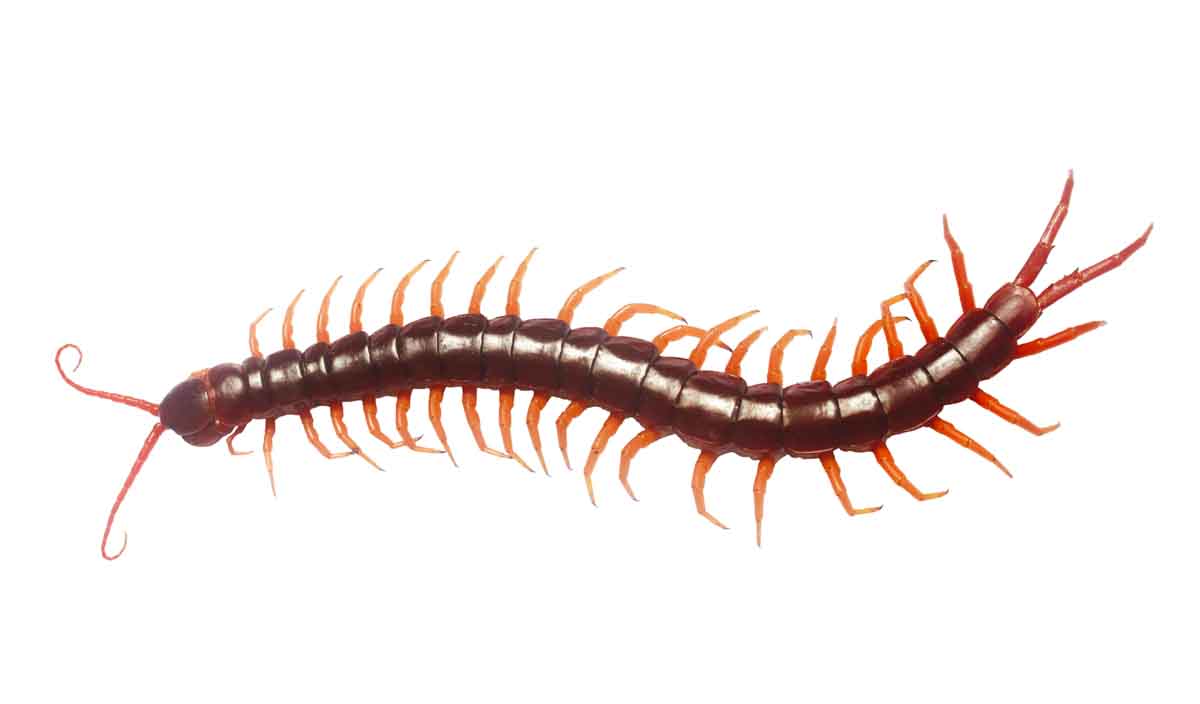 Centipede pest control experts