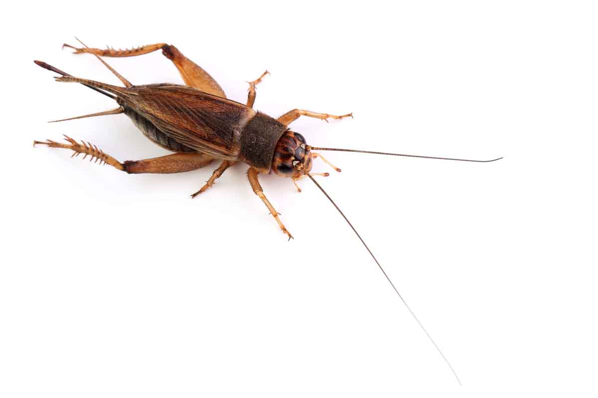 Pest control experts
