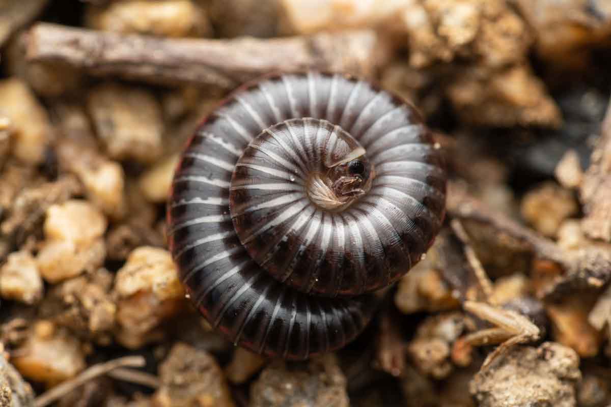 Where Can I Find Millipedes?