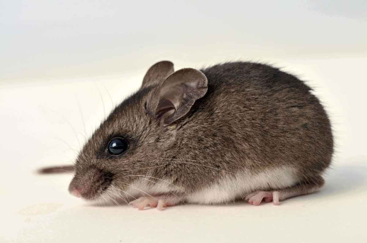 Deer Mouse pest control experts