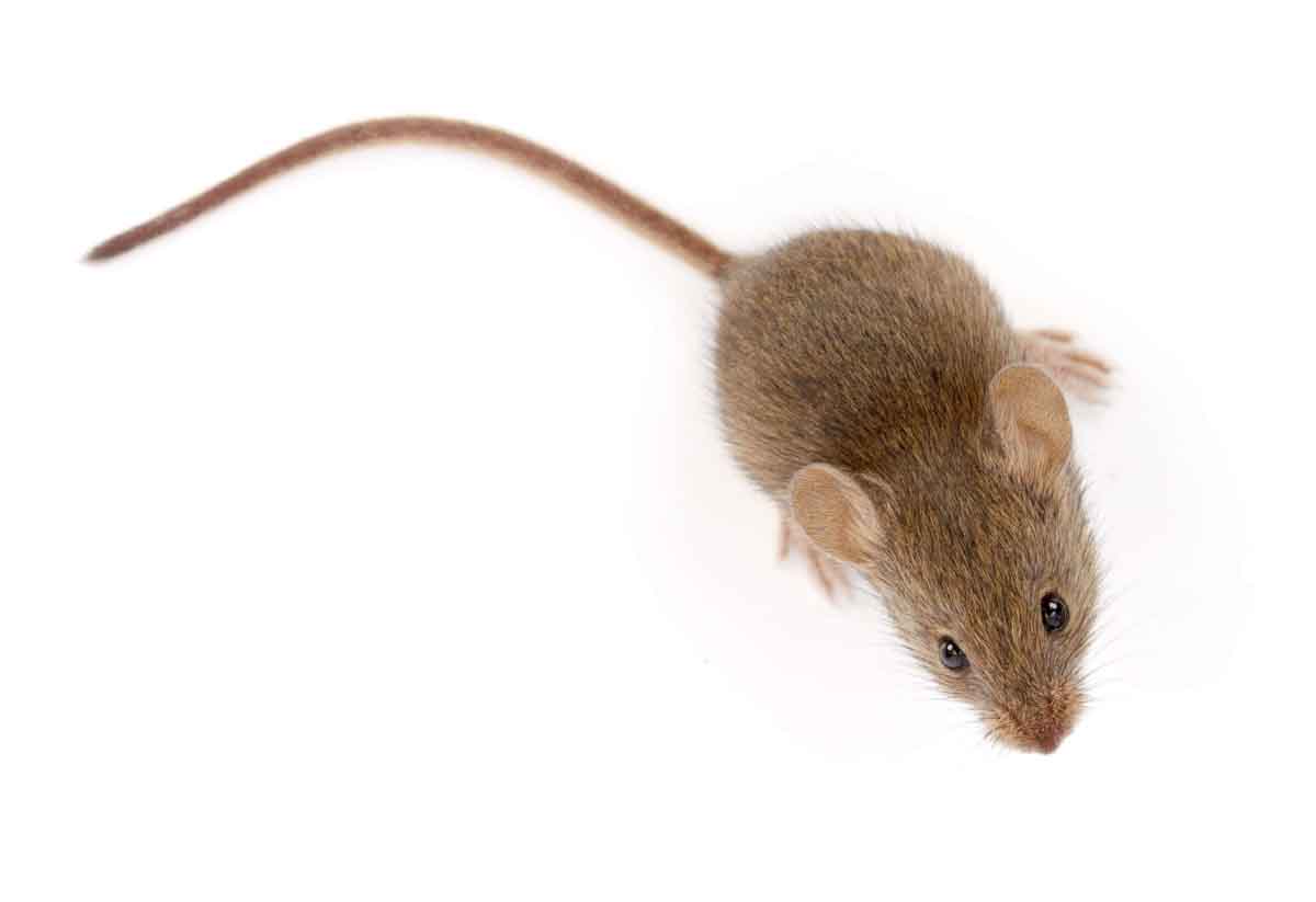 House Mice Pest Control