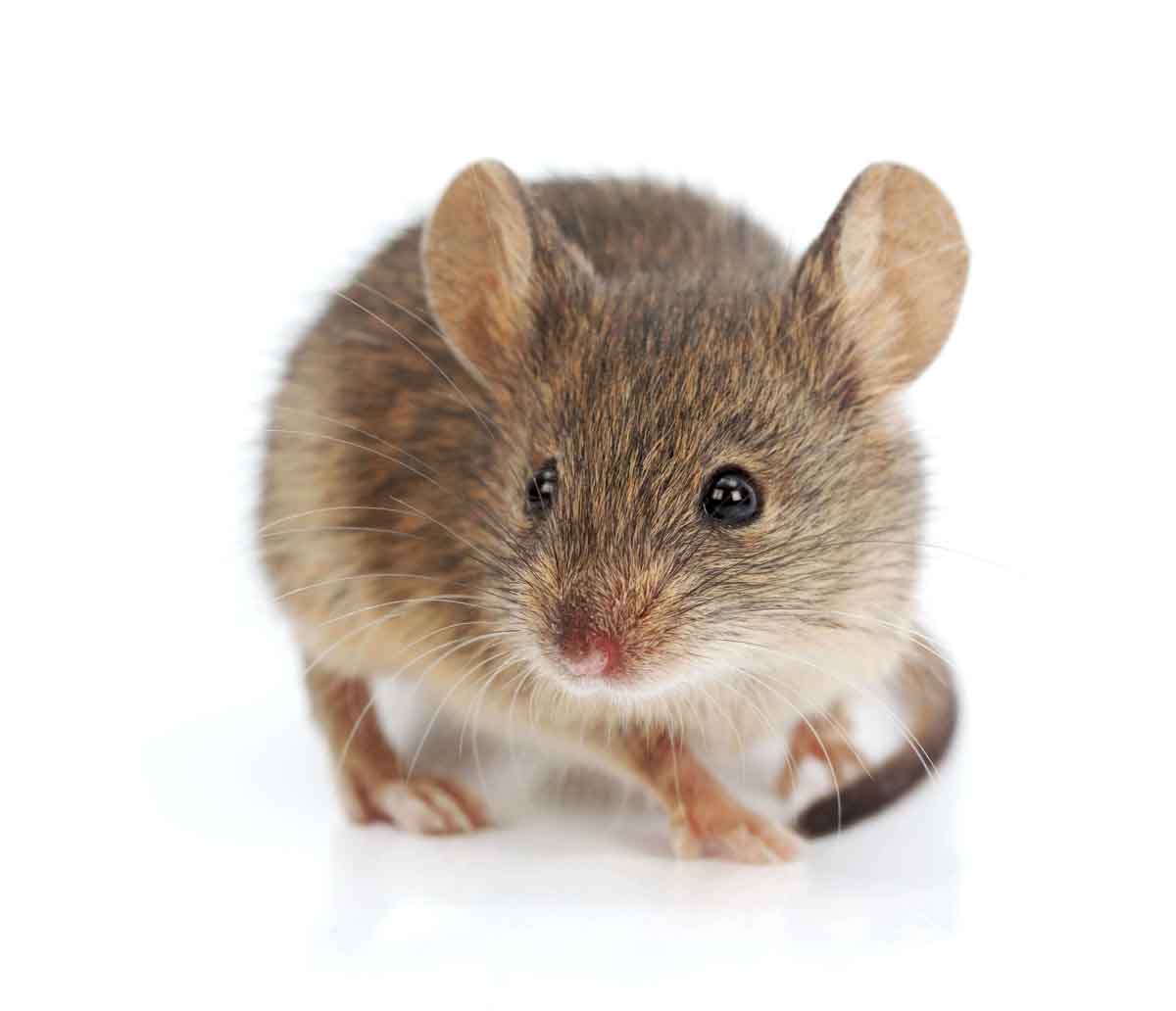 House Mouse pest control experts