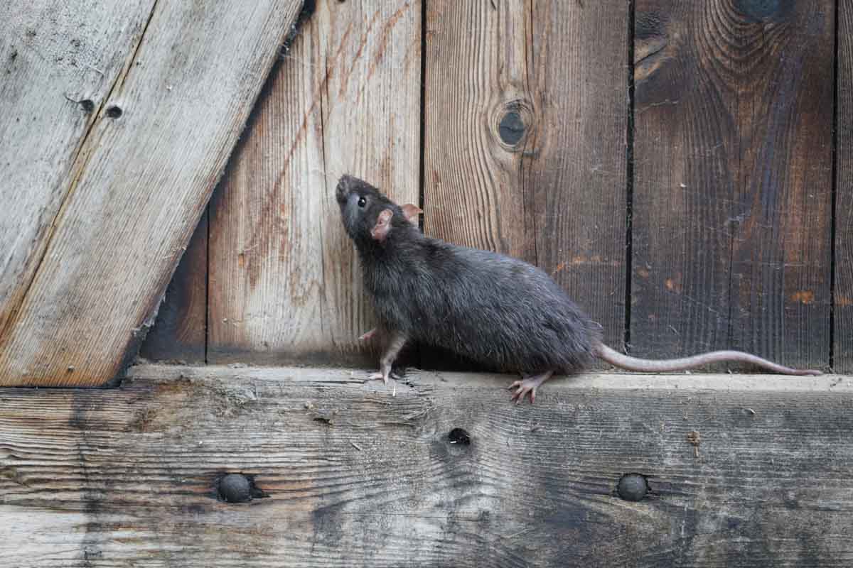 Norway Rats Pest Control