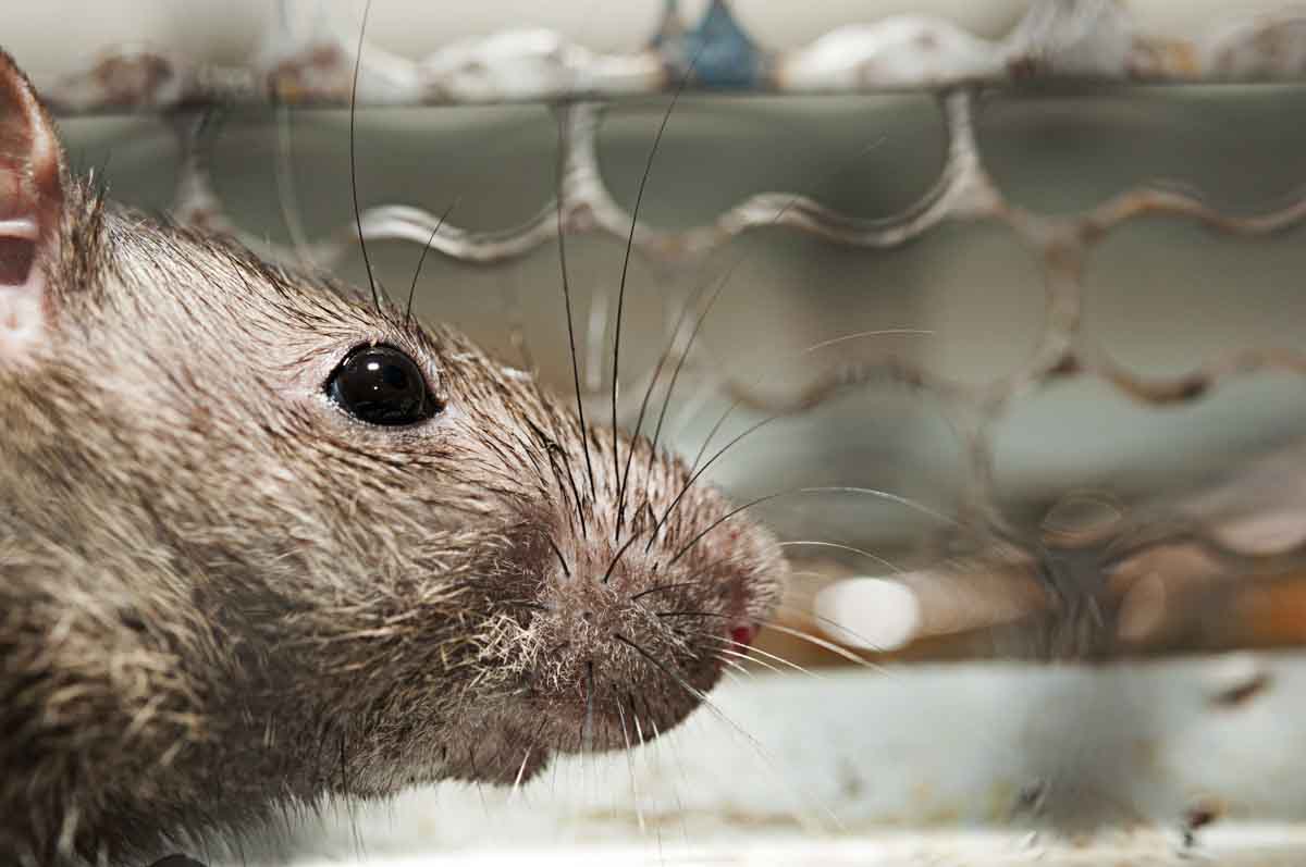 Norway Rats Pest Control