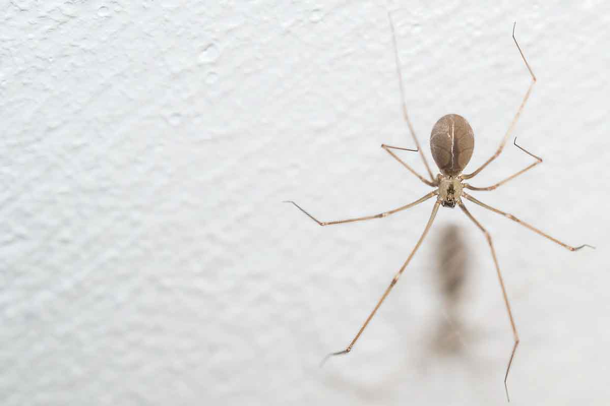 Thorn are experts at spider control and services.