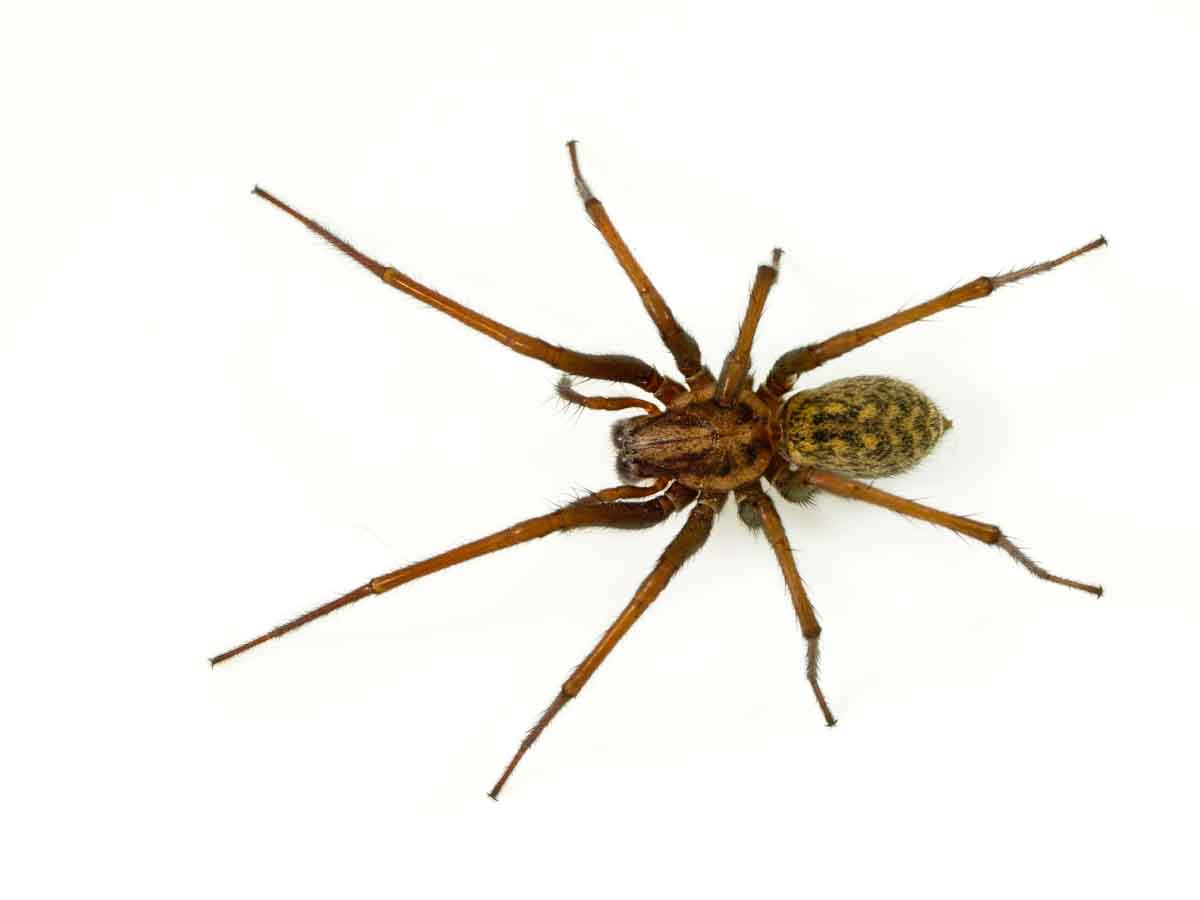 Hobo Spider  pest control experts