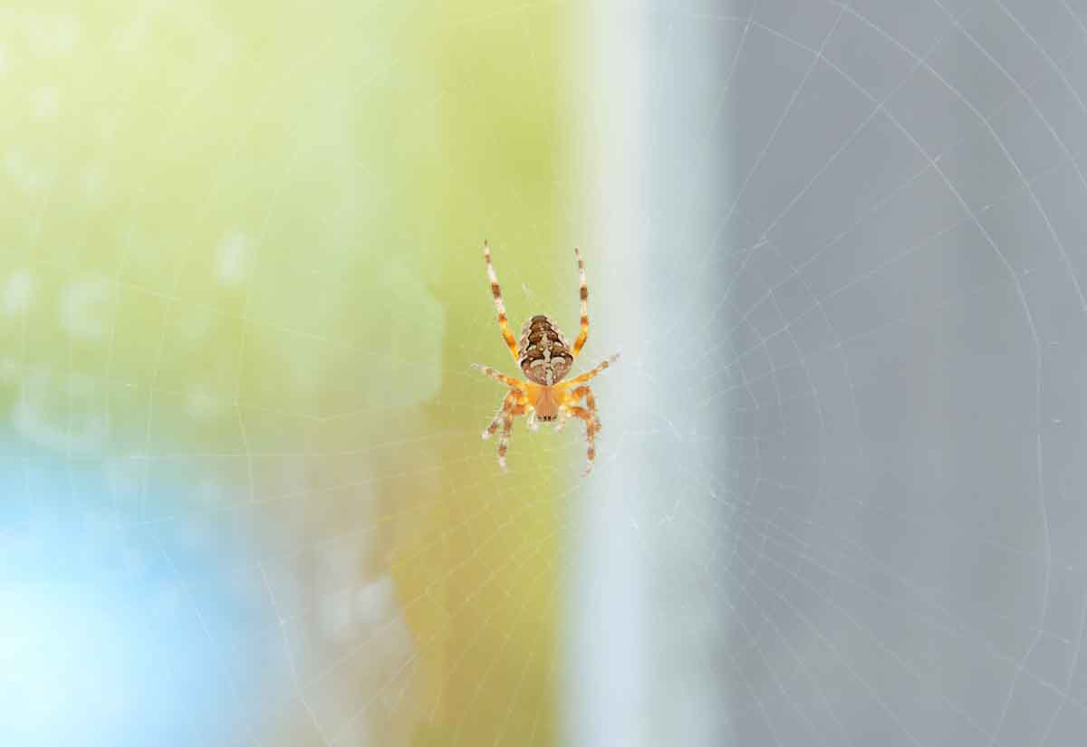 Orb weaving spider pest control \