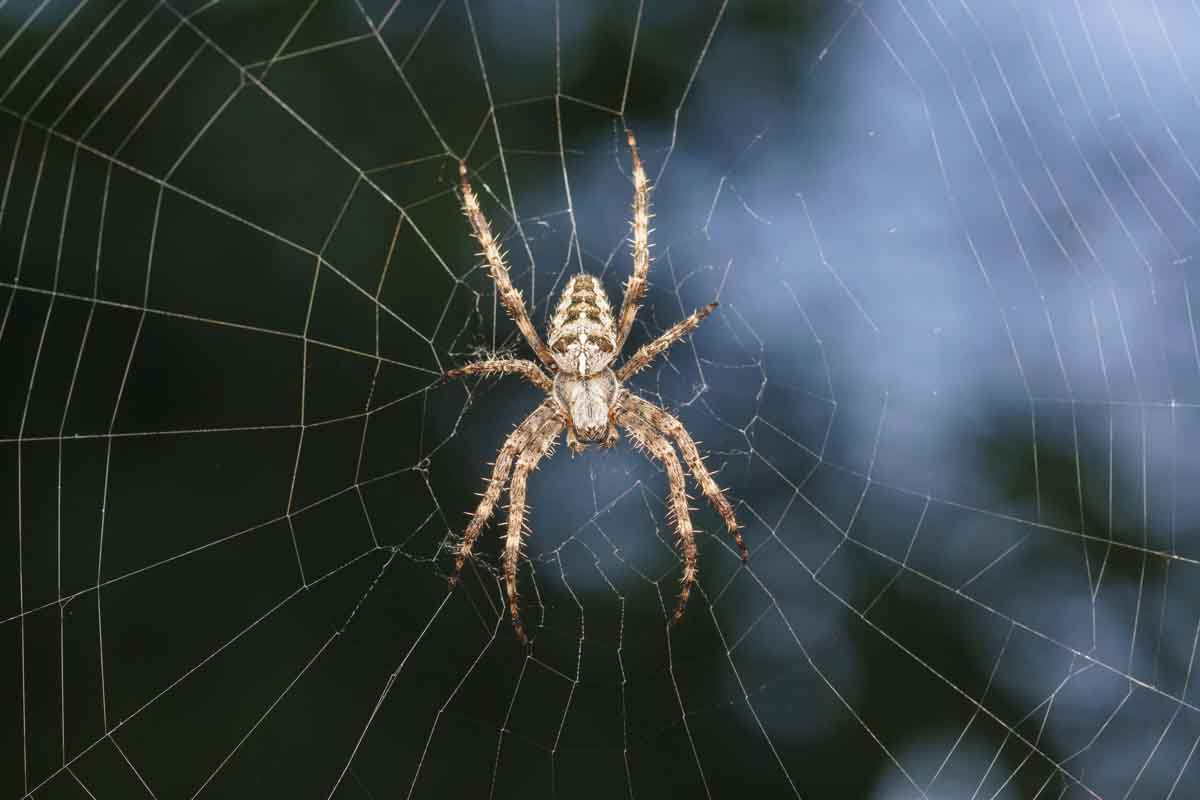 Orb Weaving Spider pest control experts