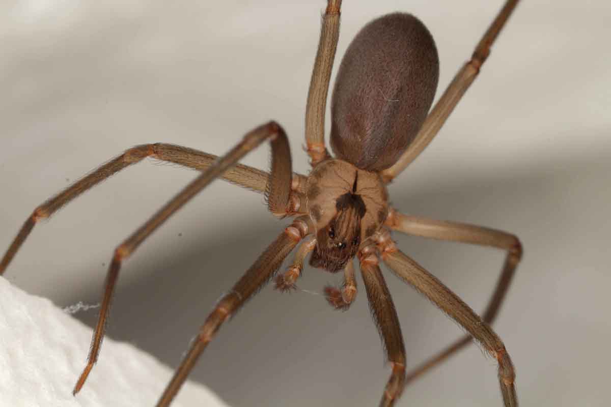 Recluse spider pest control