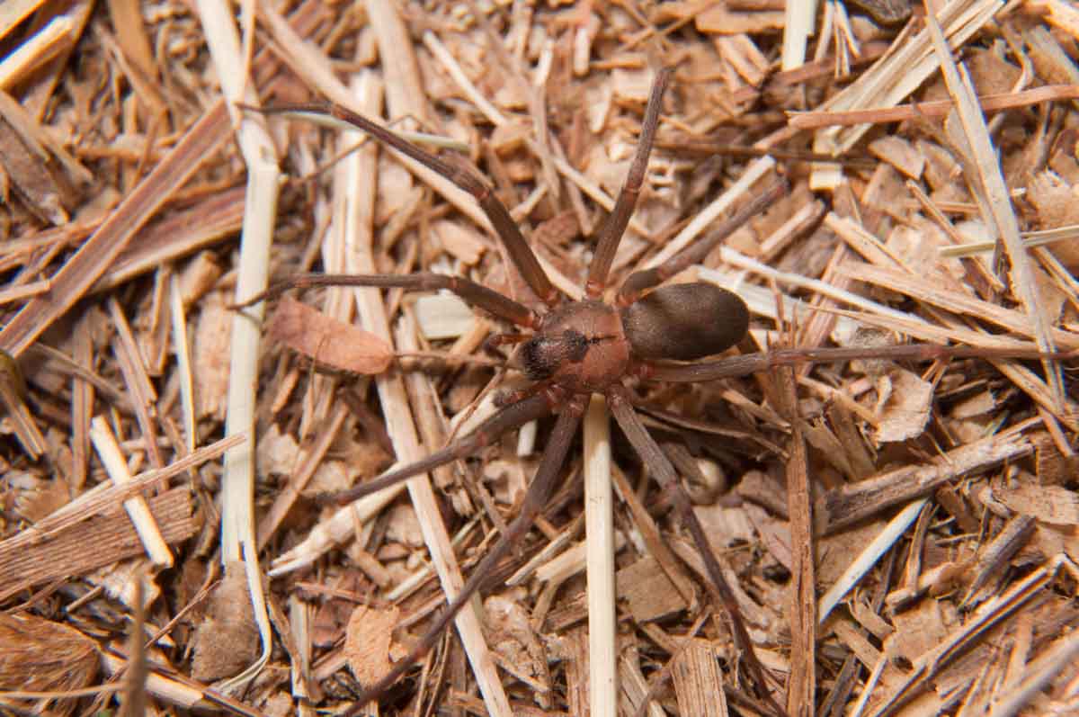 Recluse spider pest control