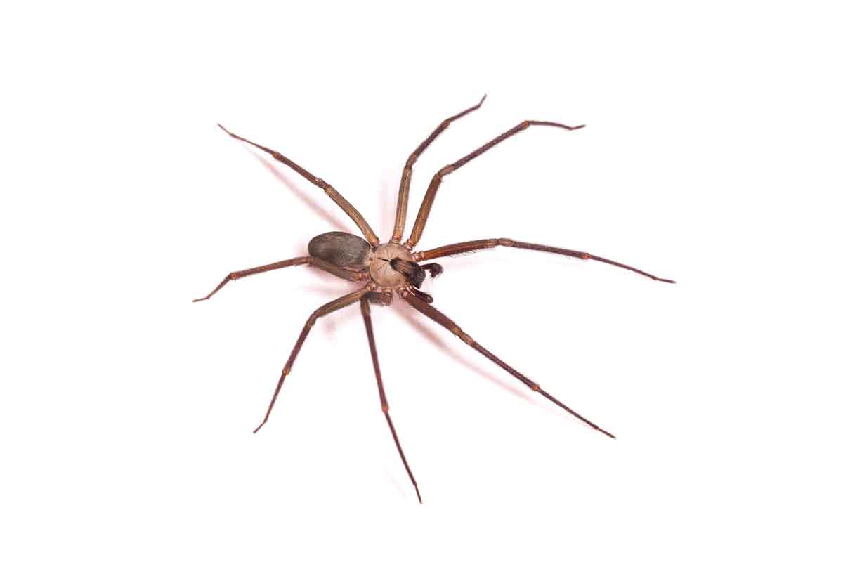 Recluse Spider pest control experts